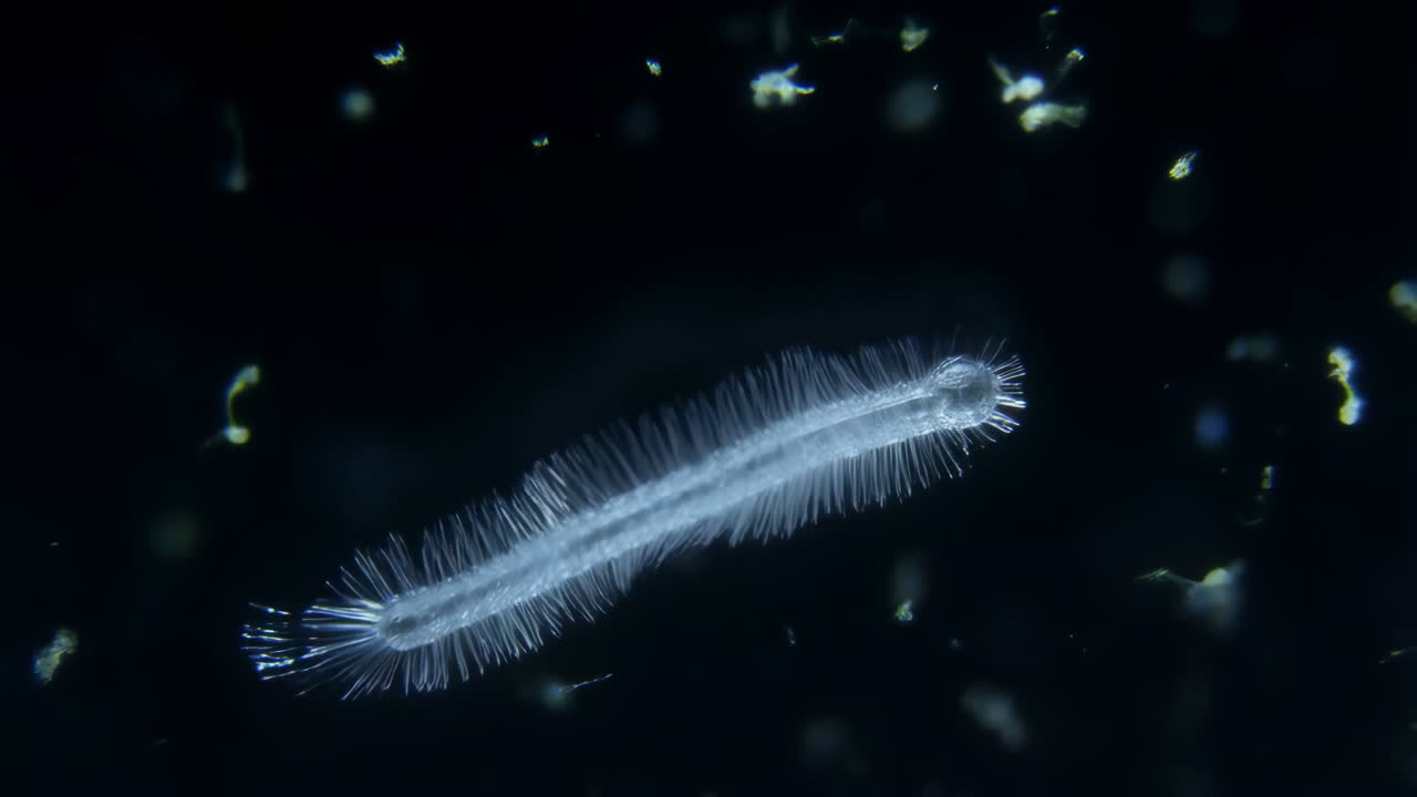 Mikroskopisk ormelarve bevæger sig med cilier i mørkt vand
