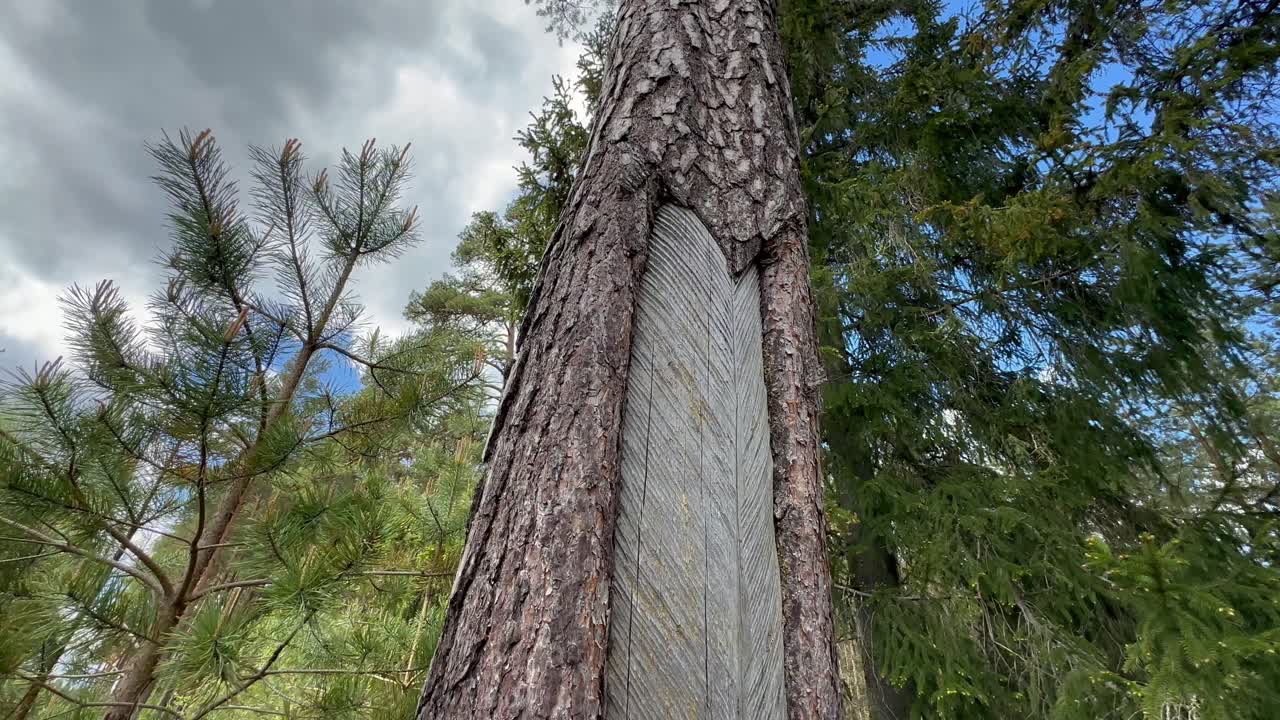 Old traces of notches on a pine tree trunk for collecting resin. Estonia.
