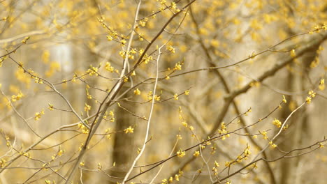 Beautiful-golden-crown-kinglet-looking-for-food-on-branch-with-small-flowers