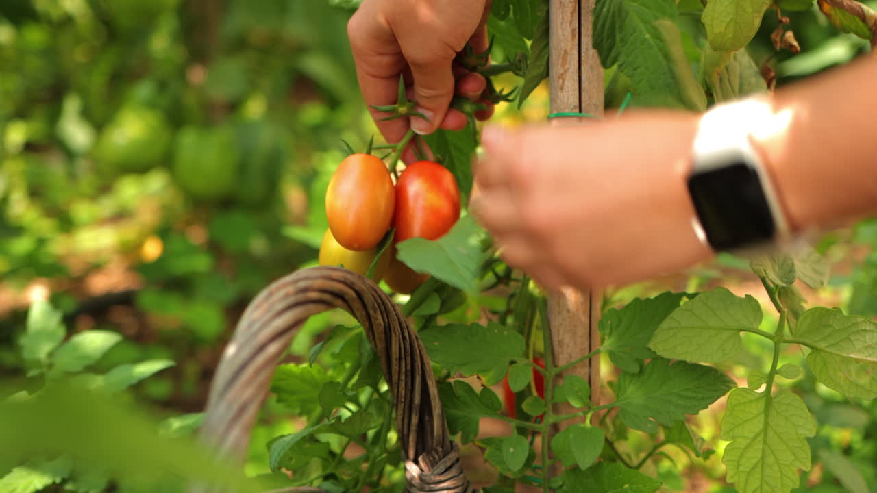 Picking tomatoes in the garden. Outdoor life in the garden, picking ripe vegetables.