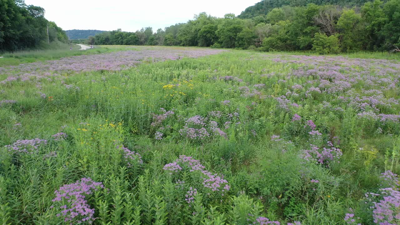 prado de flores silvestres púrpuras a lo largo de un camino