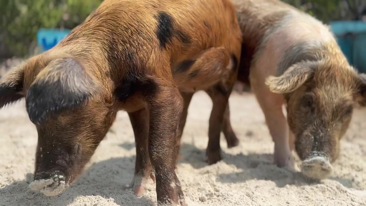 Curiosi maiali da spiaggia annusano con la sabbia sui musi esplorando la spiaggia in una giornata di sole