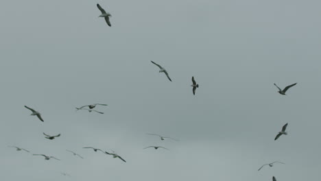 slow motion wide shot of a flock of seagulls flying in the sky