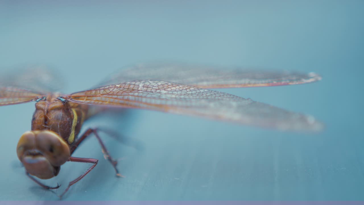 Dragonfly Brown hawker Aeshna Grandis. CLOSE UP WING ANATOMY