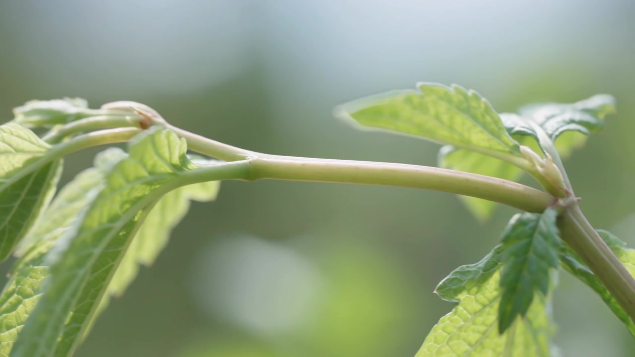 Schwankender schlanker Stiel biegt sich im leichten Wind, enthüllt Blattstiele, Knoten und Blattadern im Garten.