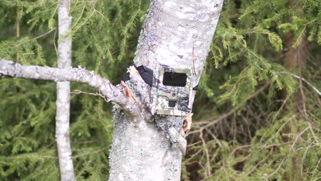 cámara de rastreo al aire libre unida a un árbol, hormigas pululando por el árbol