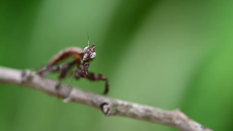 parablepharis kuhlii, a praying mantis so small captured with a macro lens seen on top of a twig shaking its body and head with some wind, southeast asia