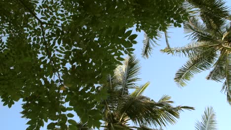 looking up at palm trees and other leaves