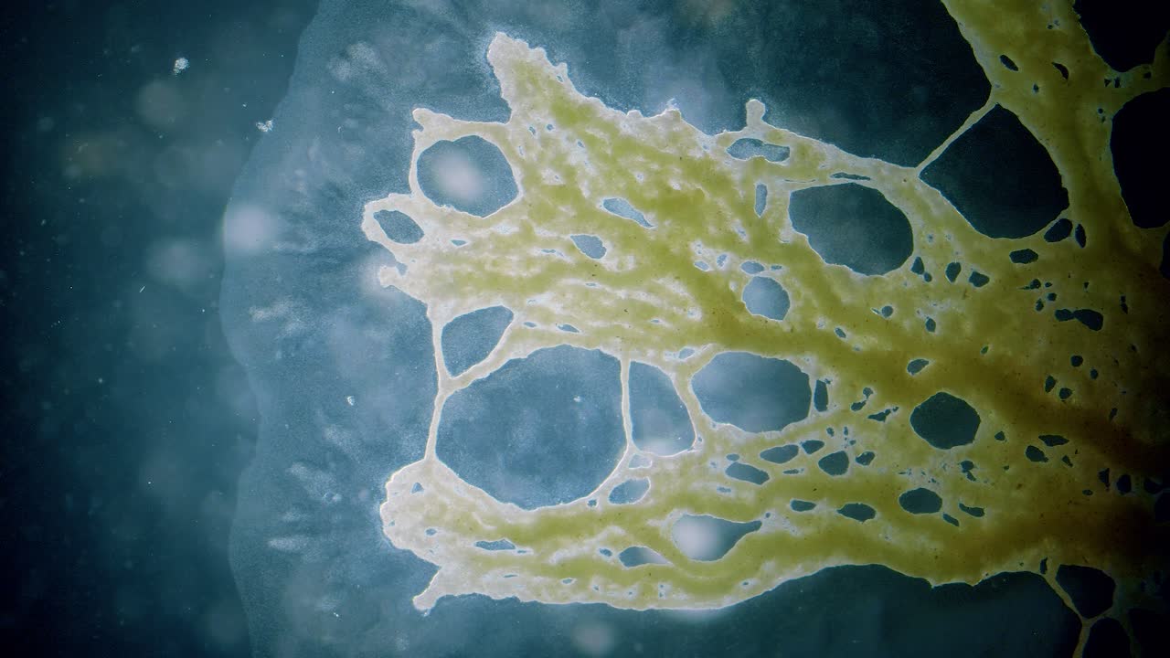 Slime mold plasmodium reaction to light under microscope