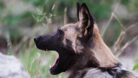 Primer-Plano-De-Un-Perro-Salvaje-Africano-Bostezando