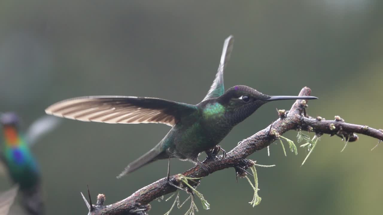 hermosa cámara lenta cerca de colibríes de cabeza violeta en una tormenta en costa rica 3