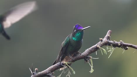 hermosa cámara lenta cerca de colibríes de cabeza violeta en una tormenta en costa rica 3