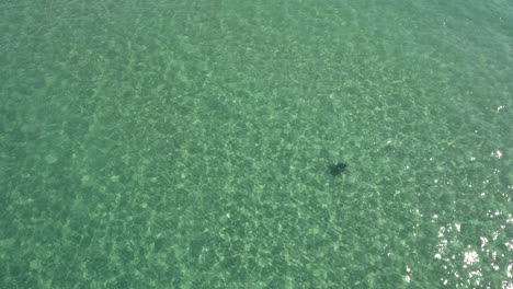 Follow-drone-footage-of-turtle-swimming-in-clear-waters-at-Cabo-San-Lucas,-Mexico