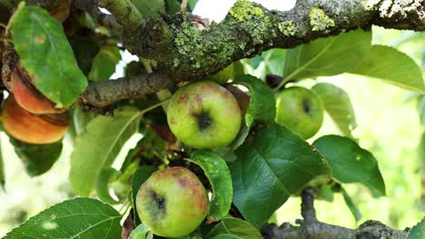 close-up of apples growing on a tree