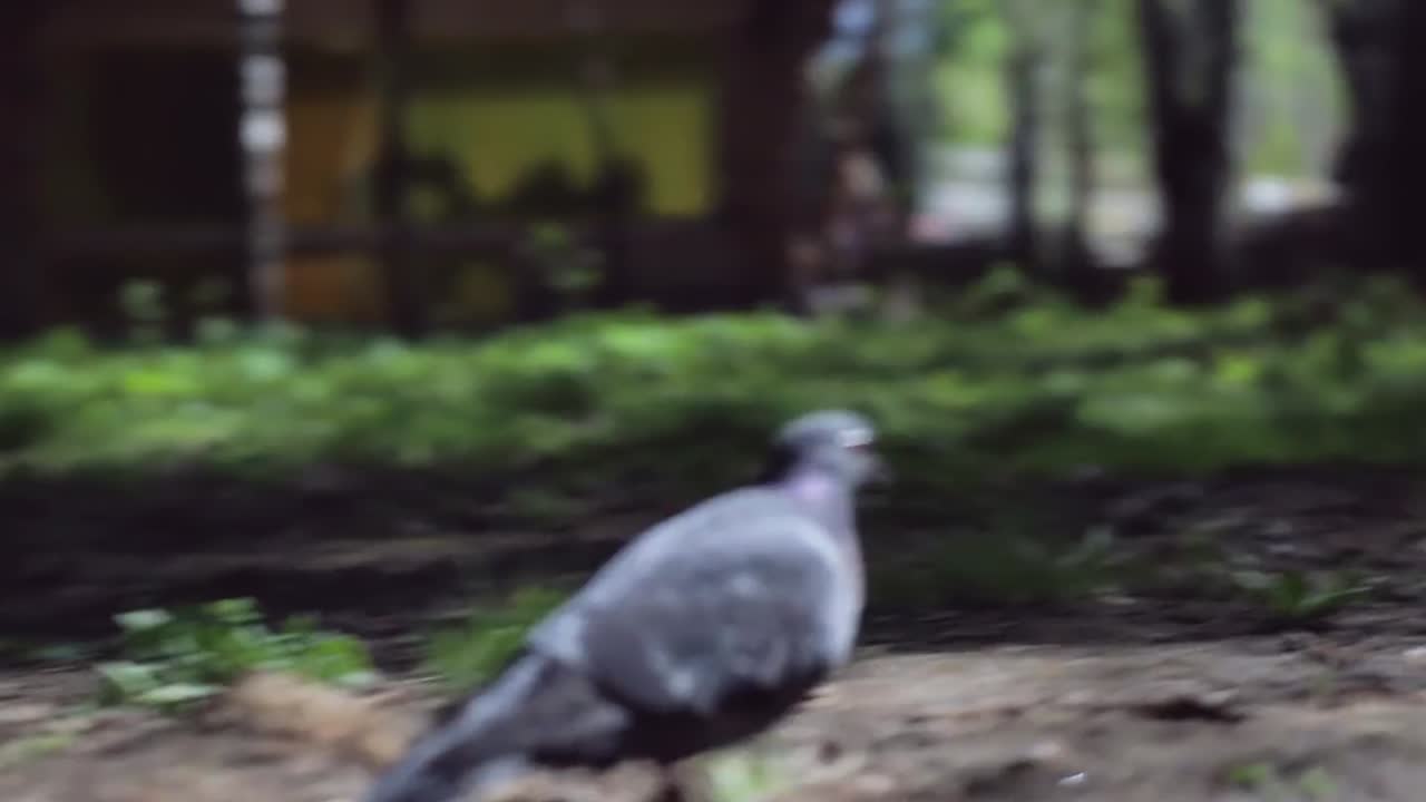 숲 속의 비둘기