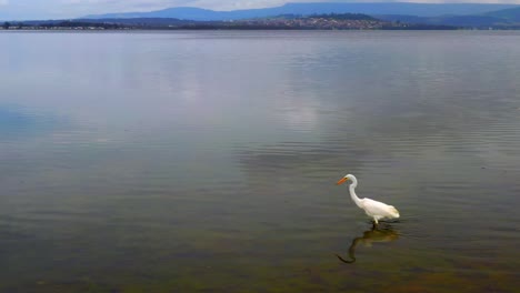 Großer-Reiher,-Der-Fische-Im-See-Illawarra,-Nsw,-Australien-Fängt---Weitwinkelaufnahme