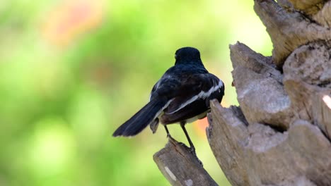 東方<unk> (eastern magpie-robin) 是泰國最常見的鳥類,可以在任何地方看到它.