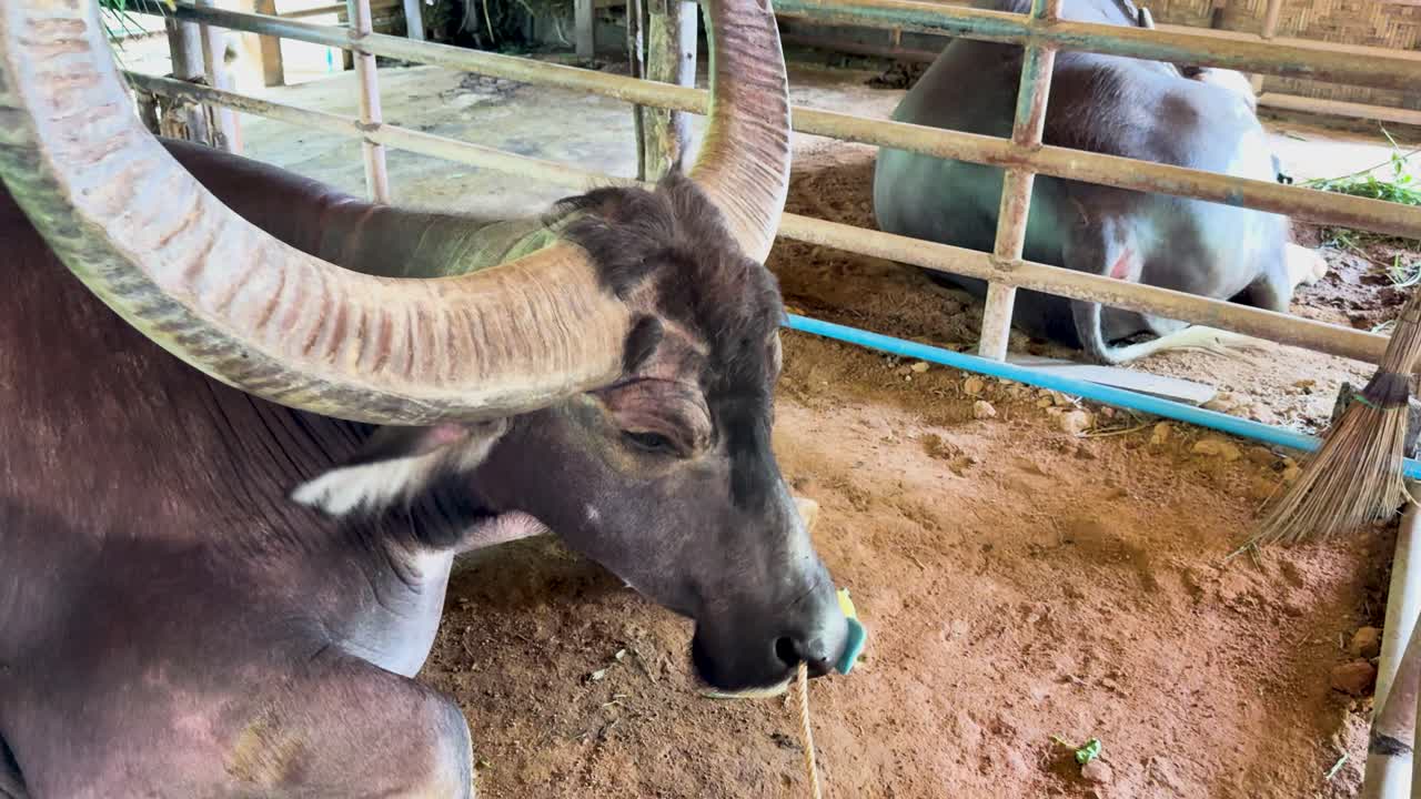 A water buffalo rests in a rustic enclosure, gently swaying its head. Natural lighting highlights the serene farm setting