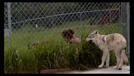 woman petting an adult wolf while a jealous baby wolf watches