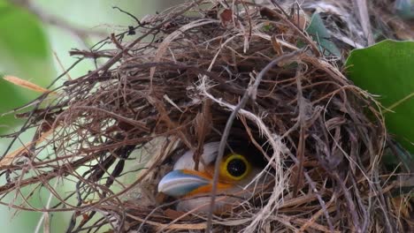 Der-Silberbrust-breitschnabel-Ist-Ein-Berühmter-Vogel-In-Thailand,-Sowohl-Lokal-Als-Auch-International