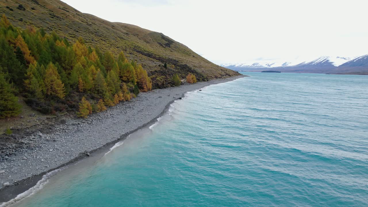 Lake Tekapo In Canterbury, South Island, New Zealand - Turquoise Waters With Rocky Shoreline Covered With Autumn Trees. drone shot