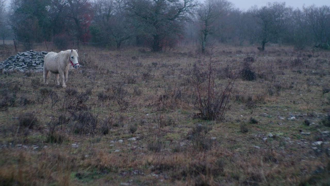 Bellissimo cavallo bianco nella campagna francese