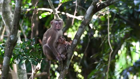 the northern pig-tailed macaque is a primate commonly found in khao yai national park though it’s a vulnerable species