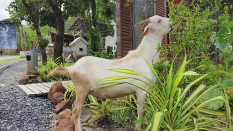 goat eating flowers in a garden