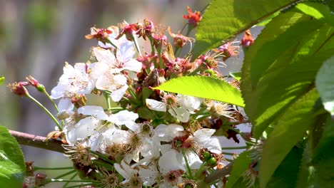 Close-up of a cherry tree blossom in spring