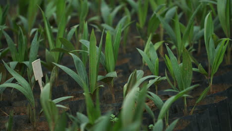 Todavía-Primer-Plano-De-Plántulas-De-Palmera-Coyol-Macauba-En-Bolsas,-Listas-Para-Ser-Plantadas-En-Una-Granja-De-Producción-De-Petróleo-En-Brasil