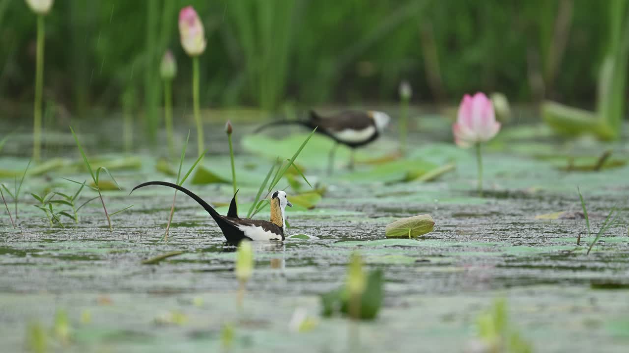 Rainfall Scene with Pheasant-Tailed Jacanas in Natural Wetland