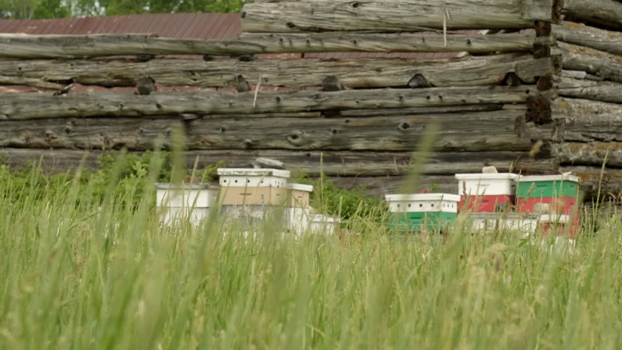 Colorful manmade beehives on a old farm behind tall grass moving in the wind