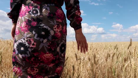 female walking and touching golden wheat on the field - closeup