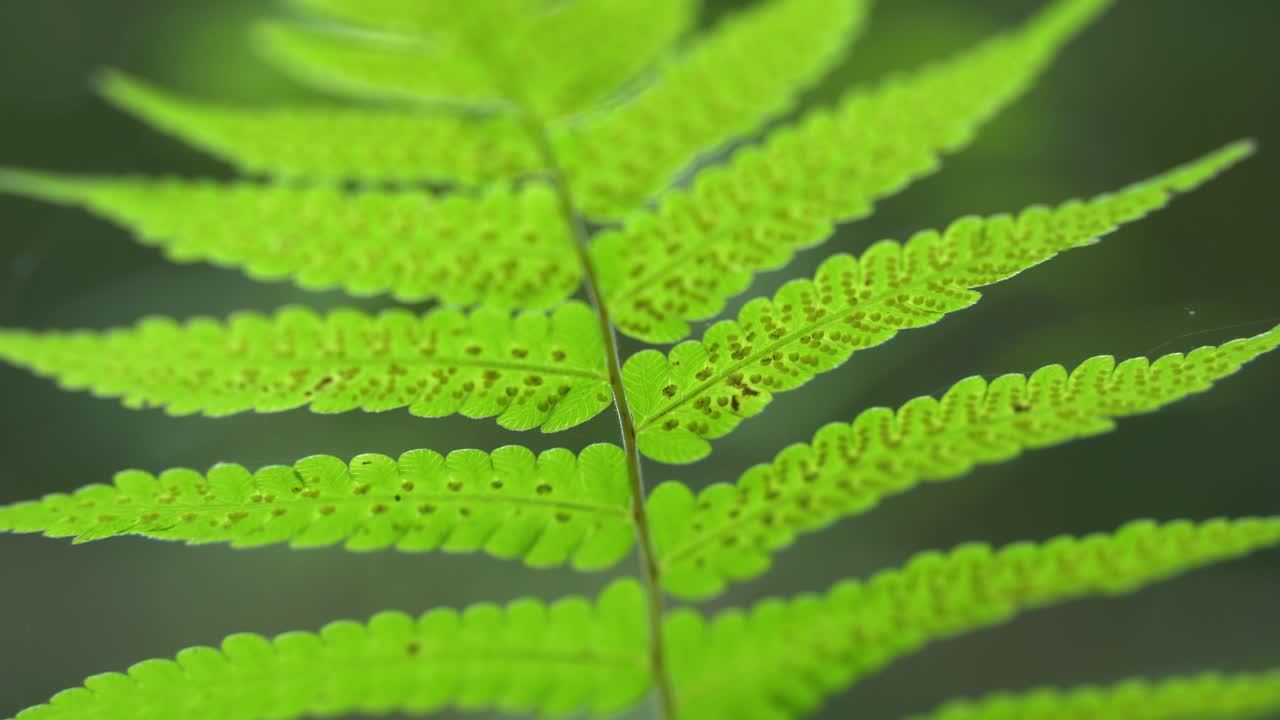 잎 에는 꽃가루가 있고, 잎 아래에는 잎자루가 떨어져서 땅 위에 새로운 꽃거미를 형성합니다.