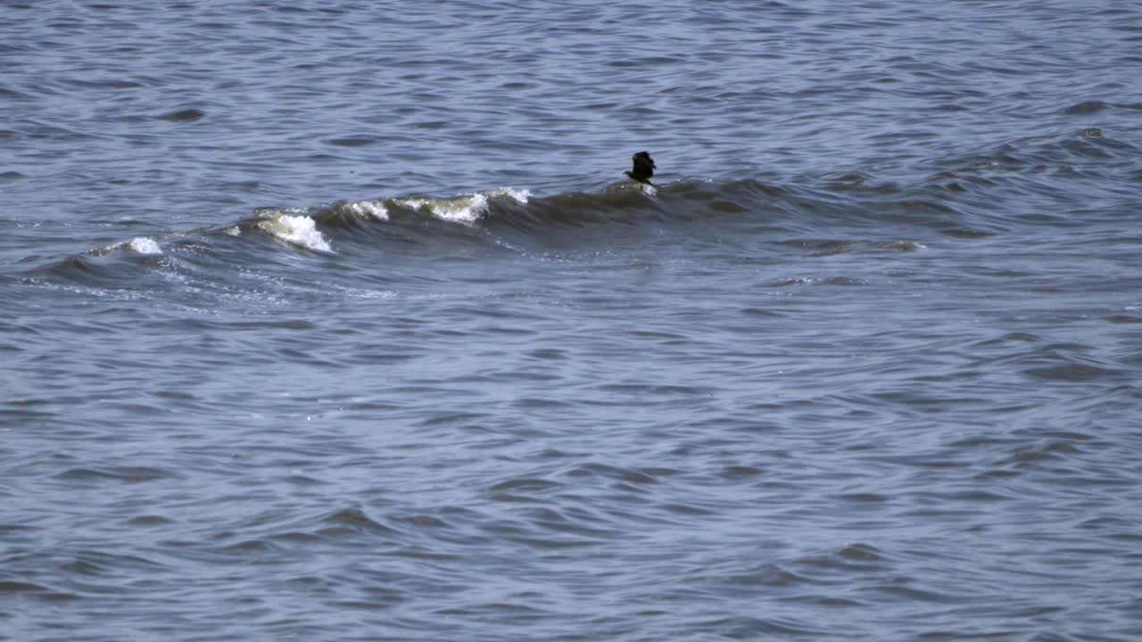 바다에서 물고기를 사냥하는 독수리 클로즈업