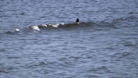 águila-Cazando-Peces-En-El-Mar-Primer-Plano