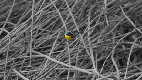 aves raras de nepal