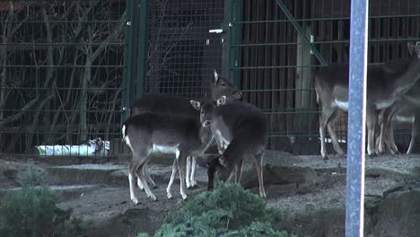 5-reindeers-10-sec-HD-25-fps-00102_1.mp4