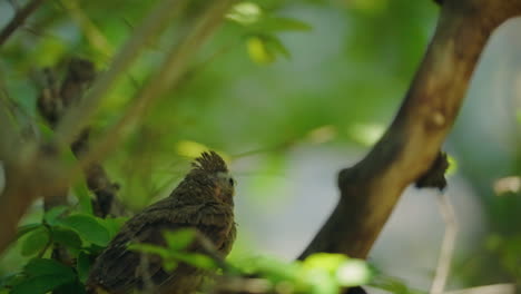 Das-Baby-Northern-Cardinal-Lernt-Fliegen-Und-Hebt-Zum-Ersten-Mal-Von-Einem-Baum-Ab