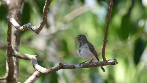 Preening-while-perching-on-a-tree,-a-Red-throated-Flycatcher-Ficedula-albicilla-is-cleaning-the-feathers-on-its-breast-while-looking-around-its-surroundings-at-Khao-Yai-National-Park-in-Thailand