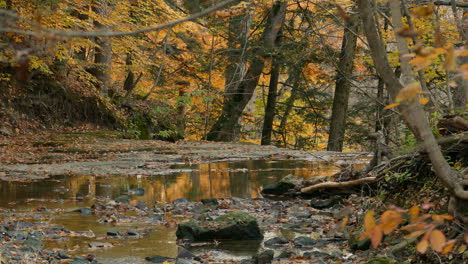 autumn stream calm water slowly flowing yellowing foliage and cinematic greenery golden outdoors