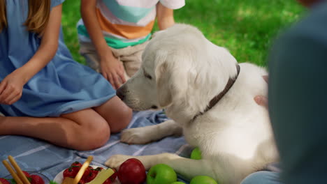 Children-have-fun-with-dog-on-picnic.-Cute-siblings-play-with-golden-retriever.
