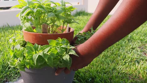 pruning fresh oregano out of the pot