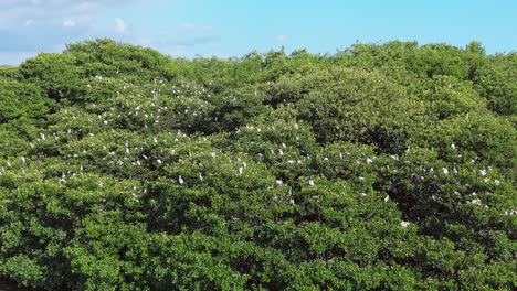 Aerial view of flock of white birds perched on green trees on La Matica Island in Playa Boca Chica , Dominican Republic