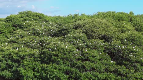 aerial view of flock of white birds perched on green trees on la matica island in playa boca chica , dominican republic