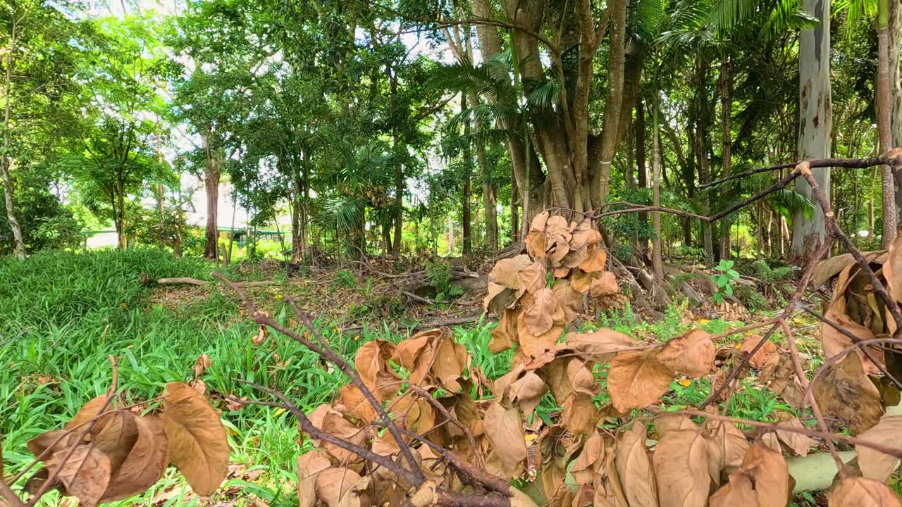 Dead leaves sway gently in a forest clearing, surrounded by lush greenery and trees, under natural daylight