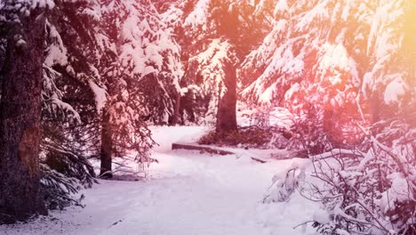 Animation-of-winter-scenery-landscape-with-light-spots-and-fir-trees-covered-in-snow