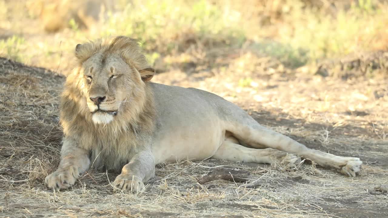 Široký záběr ospalého samce lva ležícího ve stínu, Mashatu, Botswana.
