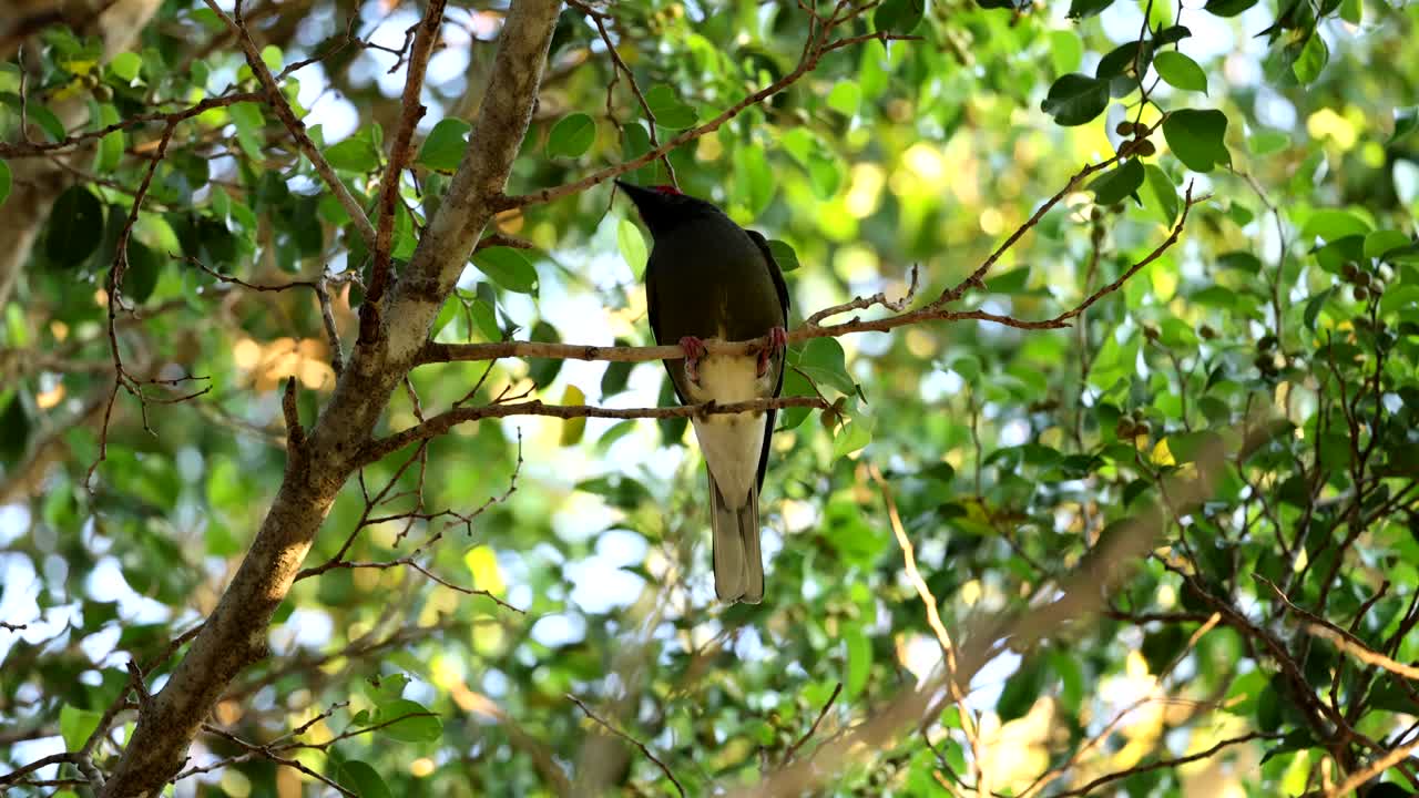 las maniobras de los pájaros a través del follaje verde exuberante