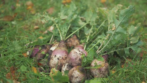 placing freshly harvested organic turnips in pile together